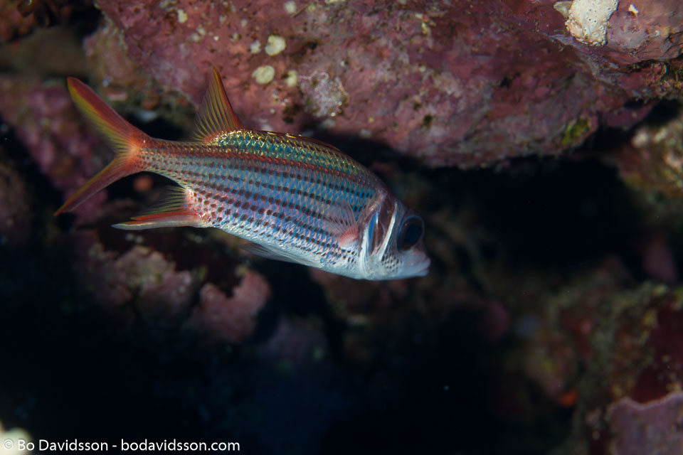 BD-100922-St-Johns-2019-Neoniphon-sammara.-Castelnau.-1875-[Sammara-squirrelfish].jpg